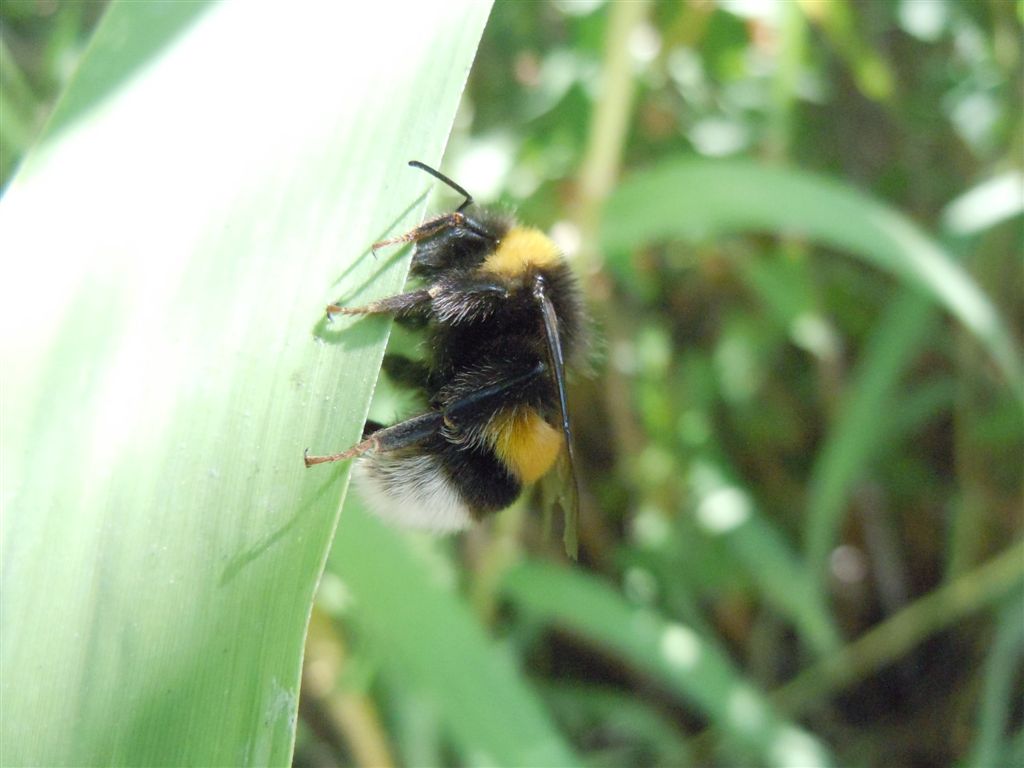 Bombus terrestris?